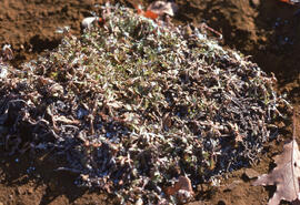Photograph of controlled stinkweed (Artemisia tilesii) regrowth in a tailings site at Nickel Rim,...
