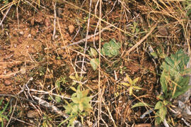 Photograph of vegetation regeneration in the first year after spraying at Plot 9, the Antrim site...