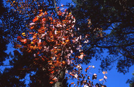 Photograph of a tree with red leaves