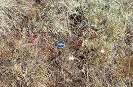 Photograph of the endangered Thread-leaved sundew (Drosera filiformis) at Baccaro bog, Shelburne ...