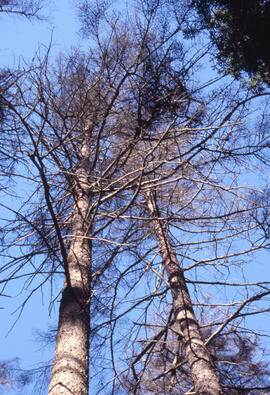 Photograph of recently dead trees from spruce budworm infestation in Point Pleasant Park, Halifax...