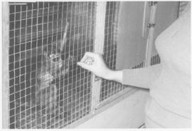Photograph of feeding a squirrel monkey used in studies of discrimination learning