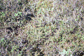 Photograph of regrowth at the Split Pingo spray plot near Tuktoyaktuk, Northwest Territories
