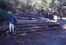 Photograph of an unidentified person documenting logs salvaged from spruce budworm damage in Poin...