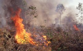 Photograph of an active forest fire in La Mauricie National Park, Quebec