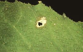 Photograph of cucumber plant leaf damage from acidic particulates, near the Tufts Cove generating...