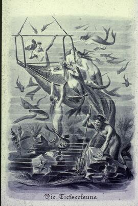 Slide depicting artwork titled 'Die Tiefseefauna' ('the deep sea animals')