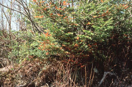 Photograph of balsam fir damage one year after glyphosate spraying, Plot 4, Riverside site, centr...