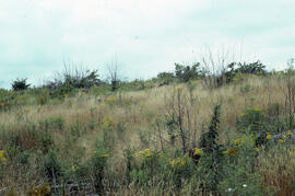 Photograph of vegetation regeneration in the second post-spray year at the Antrim site, Halifax C...