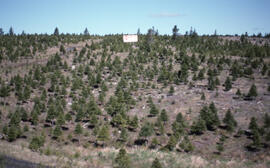 Photograph of a Christmas tree growing lot, Lunenburg County, Nova Scotia