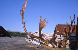 Photograph of a pair of antlers