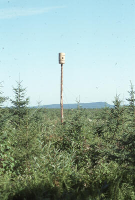 Photograph of an artificial cavity in a spruce plantation, Greater Fundy Ecosystem, New Brunswick