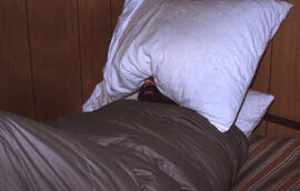 Photograph of an unidentified biologist hiding under a pillow in a cabin, Eastern Shore, Nova Scotia
