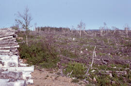 Photograph of spruce budworm salvage cuts, Highlands Road, Cape Breton