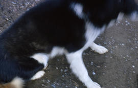 Photograph of a black and white dog