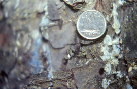 Photograph of a Tetropium fuscum (Brown spruce longhorn beetle) exit hole with size reference, Po...