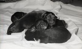 Photograph of puppies at Howe Hall
