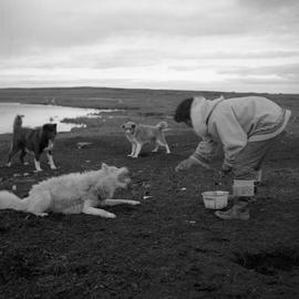 Photograph of a man feeding dogs in Povungnituk, Quebec