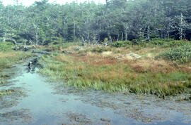 Photograph of persistent litter around a coastal pond on Bon Portage Island, Shelburne County, No...