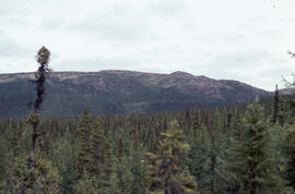 Photograph of the view of boreal forest from a hilltop near Voisey's Bay, Newfoundland and Labrador