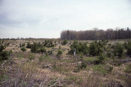 Photograph of natural spruce regeneration after a clear cut near Fundy National Park, New Brunswick