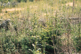 Photograph of young spruce regeneration at the Antrim site, Halifax County, Nova Scotia