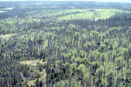 Photograph of Cape Breton highlands after spruce budworm infestation