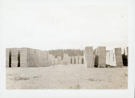 Photograph of large piles of hardwood staves, Cameron Settlement, Guysborough County