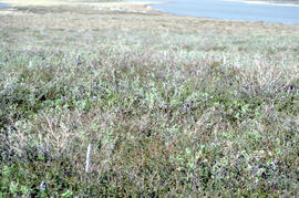 Photograph of regrowth at the Pingo spray plot near Tuktoyaktuk, Northwest Territories