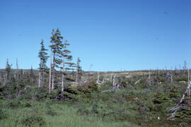 Photograph of sparse Black spruce (Picea mariana) on Long Island near Postville, Newfoundland and...