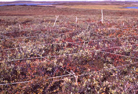 Photograph of the Salix (willow) hill control site, one month after spill, near Tuktoyaktuk, Nort...
