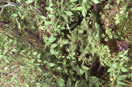Photograph of Abies balsamea competition, Cape Breton Highlands National Park