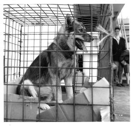 Photograph of a dog in a cage
