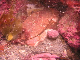 Photograph of crab (Brachyura) underwater