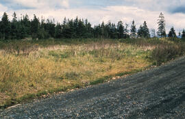 Photograph of Glyphosate drift damage across a roadway at the Little River Lake site, Kings Count...