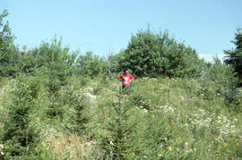 Photograph of Richard Morash standing in a four-year-old glyphosate sprayed plot, shortly after i...