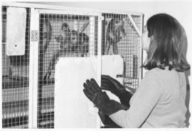 Photograph of handling squirrel monkeys used in the studies of discrimination learning