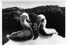 Photograph of two toy geese made of fur
