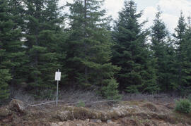 Photograph of naturally regenerated spruce-fir after 12 years growth, Irving Deersdale Limit, cen...