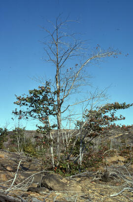 Photograph of red maple (Acer rubrum) on a hilltop 3 kilometres from the Copper Cliff site, near ...