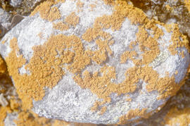 Photograph of lichen on a rock in the eastern Canadian Arctic