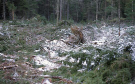 Photograph of the aftermath of a 0.49 hectare conventional clear cut, Aylesford Lake, Kings Count...