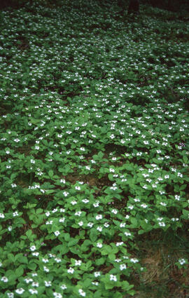Photograph of bunchberry (Cornus canadensis) at Churchill River, Newfoundland and Labrador
