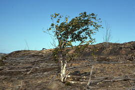Photograph of White birch (Betula papyrifera) three kilometres away from the Copper Cliff site, n...