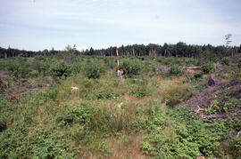 Photograph of an unidentified researcher conducting forest biomass measurements at Plot 7, a thre...