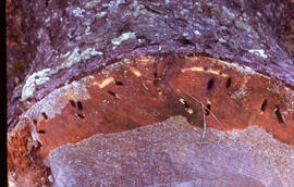 Photograph of Tetropium fuscum (Brown spruce longhorn beetle) tunnels in a recently downed tree i...