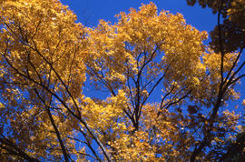 Photograph of a tree with yellow leaves