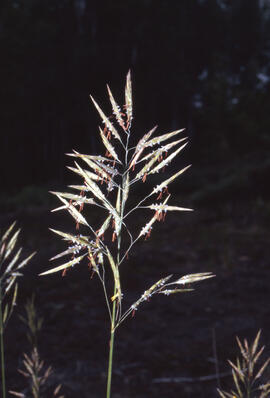 Photograph of bromegrass (Bromus inermis) at the Richard Lake site, near Sudbury, Ontario