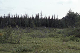 Photograph of fenland and conifer growth near Voisey's Bay, Newfoundland and Labrador
