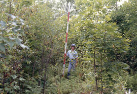 Photograph of an unidentified researcher conducting forest biomass measurements at Plot H, at an ...